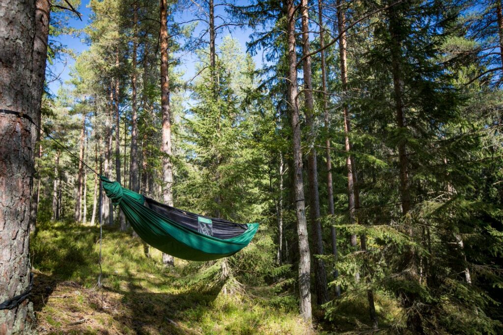 hammock in the woods