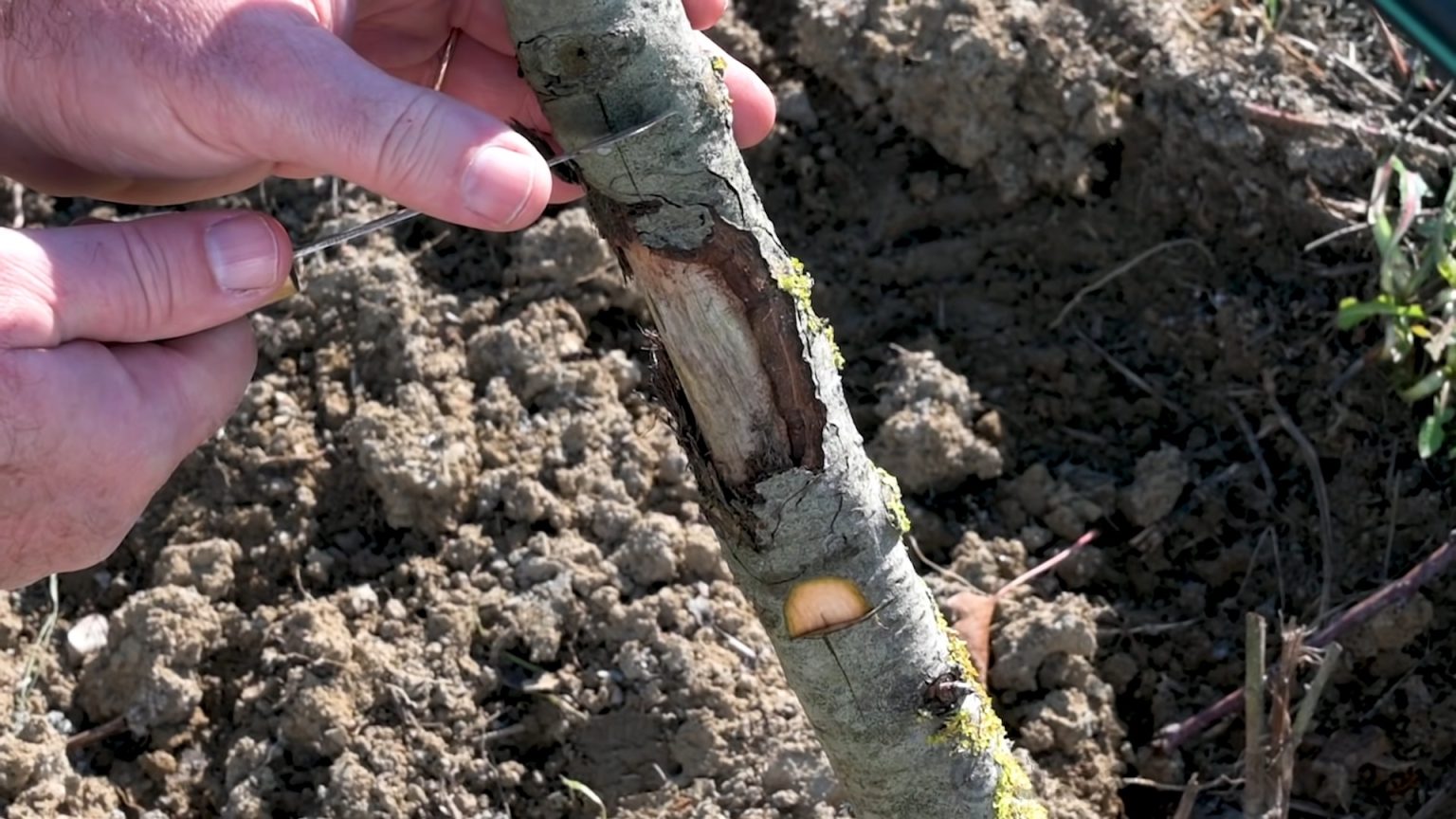 Do Hammocks Hurt Trees? Protect the Environment