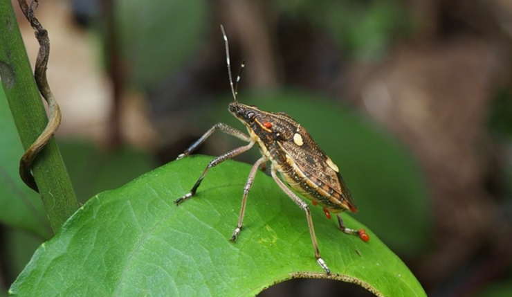 bugs while camping