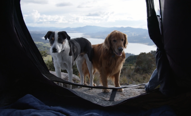 tent for vamping with a dogs