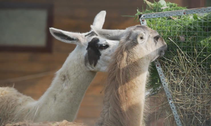 Llama Paradise at Lower Sherwood