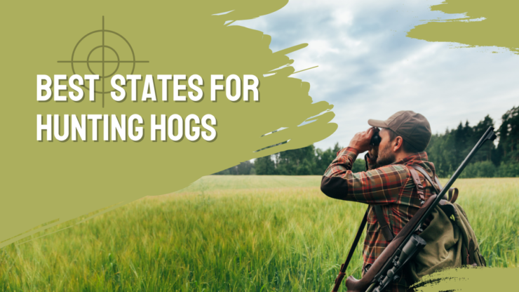 Best US States for Hunting Hogs